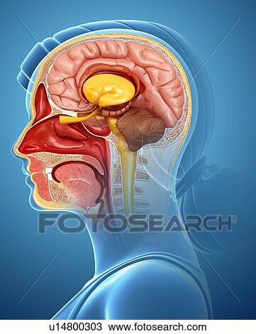 Brain anatomy, illustration View Large Photo Image Stock Image - Brain anatomy, illustration. Fotosearch