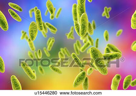 Brucella bacteria, illustration View Large Photo Image Stock Image - Brucella bacteria, illustration. Fotosearch