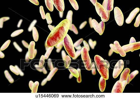 Brucella bacteria, illustration View Large Photo Image Stock Photo - Brucella bacteria, illustration. Fotosearch