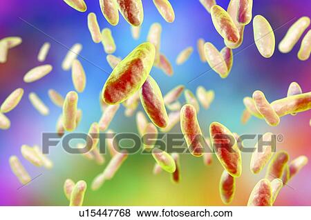 Stock Photo - Brucella bacteria, illustration. Fotosearch