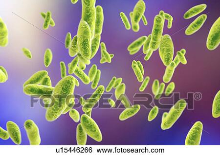 Brucella bacteria, illustration View Large Photo Image Stock Photograph - Brucella bacteria, illustration. Fotosearch