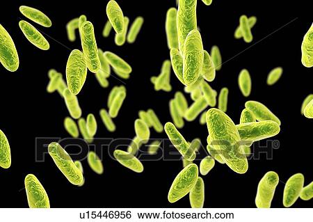 Brucella bacteria, illustration View Large Photo Image Stock Photograph - Brucella bacteria, illustration. Fotosearch