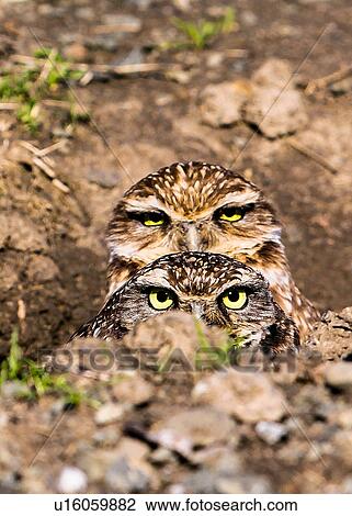 Burrowing Owl View Large Photo Image Stock Image - Burrowing Owl. Fotosearch