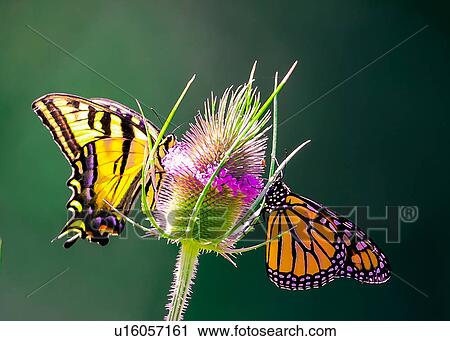Butterflies View Large Photo Image Stock Image - Butterflies. Fotosearch