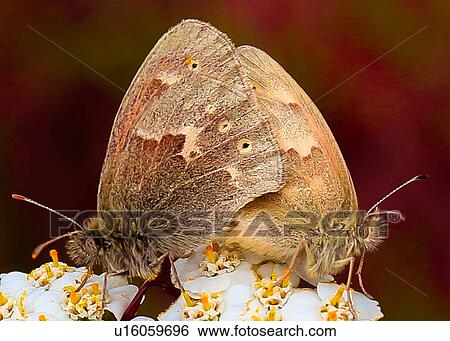 Stock Photograph - Butterflies. Fotosearch