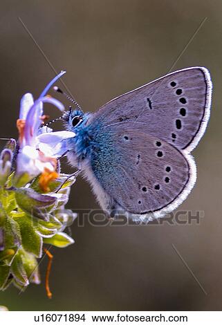 Picture - Butterfly. Fotosearch