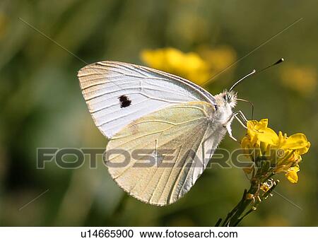 Butterfly View Large Photo Image Stock Image - Butterfly. Fotosearch
