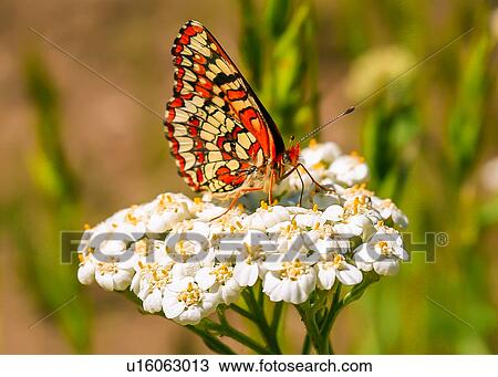 Butterfly View Large Photo Image Stock Image - Butterfly. Fotosearch