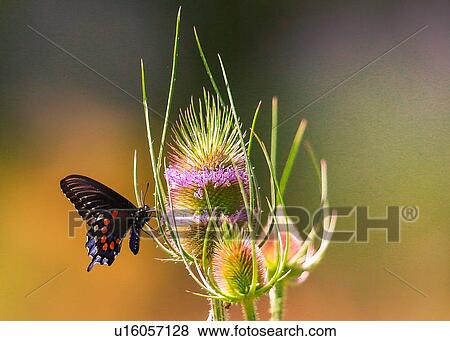 Stock Photo - Butterfly. Fotosearch