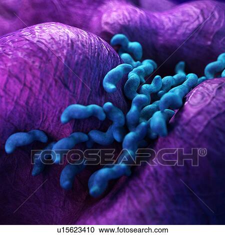 Stock Image - Campylobacter bacteria. Fotosearch