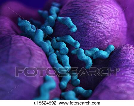 Campylobacter bacteria View Large Photo Image Stock Image - Campylobacter bacteria. Fotosearch