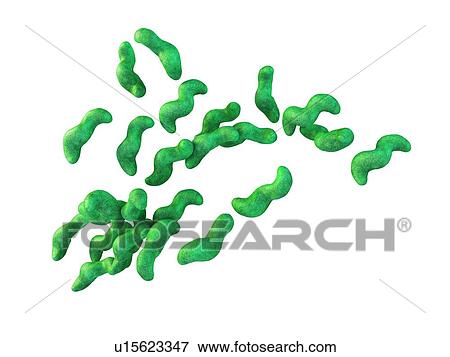 Campylobacter bacteria View Large Photo Image Stock Photo - Campylobacter bacteria. Fotosearch