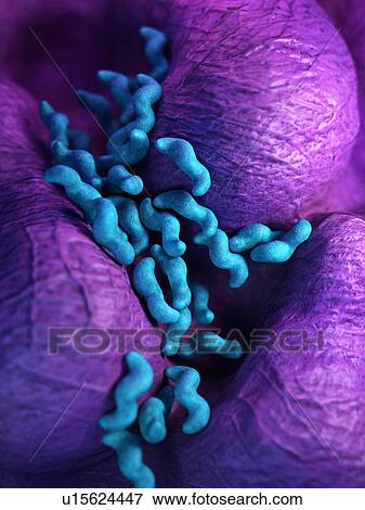 Campylobacter bacteria View Large Photo Image Stock Photo - Campylobacter bacteria. Fotosearch