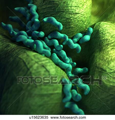 Stock Photography - Campylobacter bacteria. Fotosearch