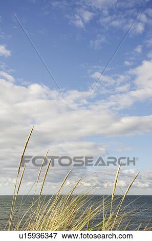 Stock Photo - Cape Cod seascape with marram grass in sunlight. Fotosearch
