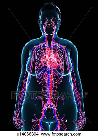 Cardiovascular system, illustration View Large Photo Image Picture - Cardiovascular system, illustration. Fotosearch