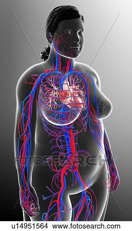 Cardiovascular system, illustration View Large Photo Image Picture - Cardiovascular system, illustration. Fotosearch