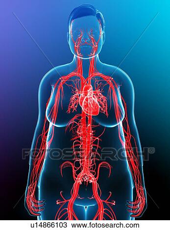 Cardiovascular system, illustration View Large Photo Image Stock Image - Cardiovascular system, illustration. Fotosearch