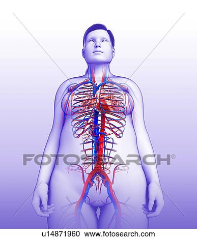 Cardiovascular system, illustration View Large Photo Image Stock Image - Cardiovascular system, illustration. Fotosearch