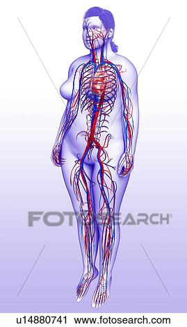 Cardiovascular system, illustration View Large Photo Image Stock Image - Cardiovascular system, illustration. Fotosearch