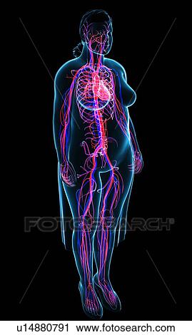 Cardiovascular system, illustration View Large Photo Image Stock Image - Cardiovascular system, illustration. Fotosearch
