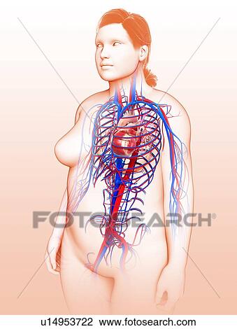 Cardiovascular system, illustration View Large Photo Image Stock Image - Cardiovascular system, illustration. Fotosearch