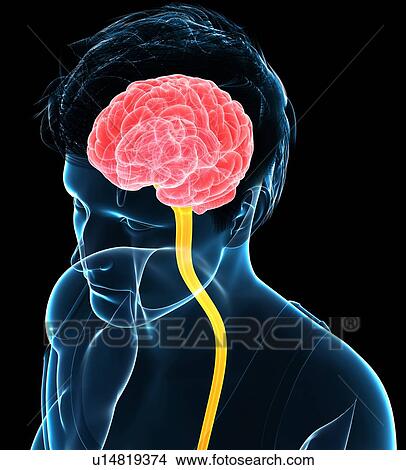 Picture - Central nervous system, illustration. Fotosearch