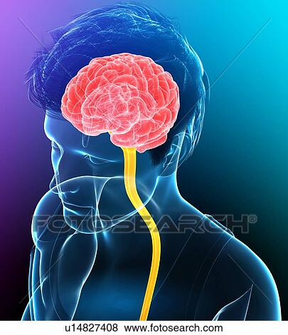 Stock Photo - Central nervous system, illustration. Fotosearch