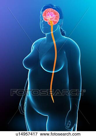 Stock Photo - Central nervous system, illustration. Fotosearch