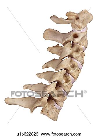 Stock Image - Cervical spine. Fotosearch
