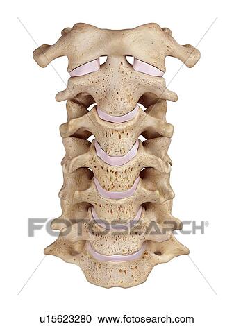 Stock Image - Cervical spine. Fotosearch