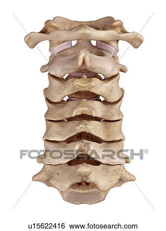Cervical spine View Large Photo Image Stock Photograph - Cervical spine. Fotosearch