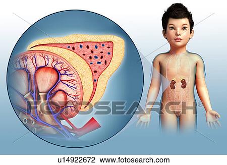 Child's adrenal gland, illustration View Large Photo Image Stock Image - Child's adrenal gland, illustration. Fotosearch