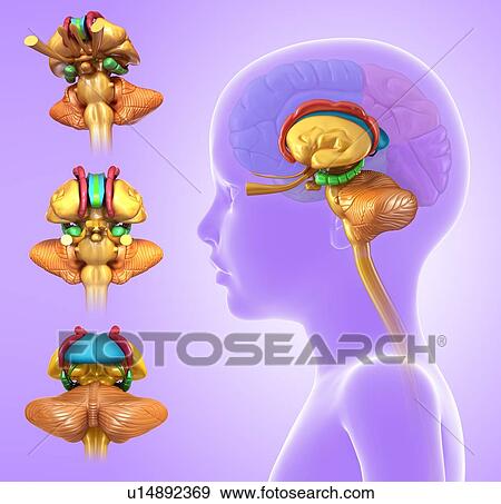 Stock Photo - Child's brain anatomy, illustration. Fotosearch