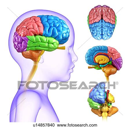 Stock Image - Child's brain anatomy. Fotosearch