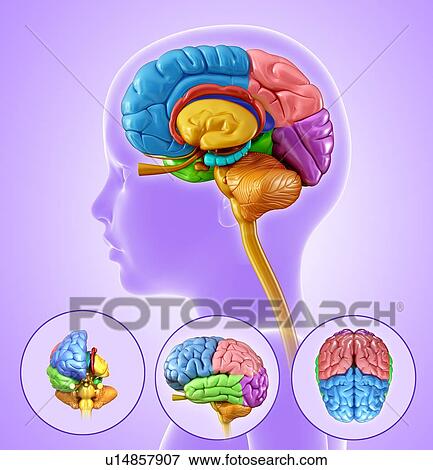 Child's brain anatomy View Large Photo Image Stock Photo - Child's brain anatomy. Fotosearch