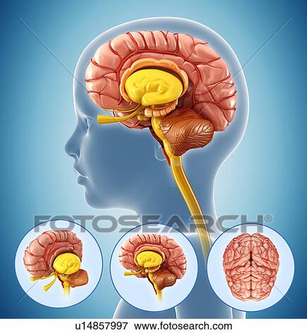 Stock Photo - Child's brain anatomy. Fotosearch