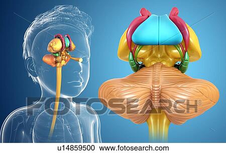 Stock Image - Child's brain, illustration. Fotosearch