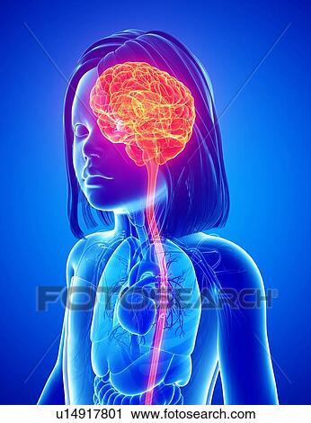Child's brain, illustration View Large Photo Image Stock Image - Child's brain, illustration. Fotosearch