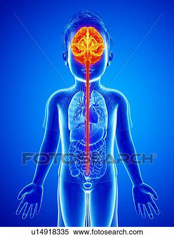 Stock Photography - Child's brain, illustration. Fotosearch