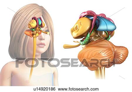 Child's brain structures, illustration View Large Photo Image Stock Photograph - Child's brain structures, illustration. Fotosearch