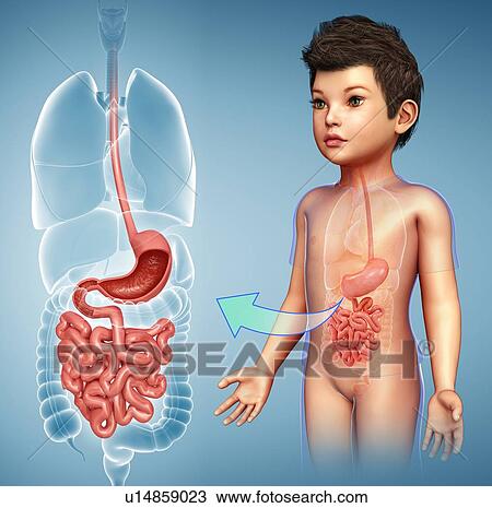 Child's digestive system, illustration View Large Photo Image Stock Image - Child's digestive system, illustration. Fotosearch