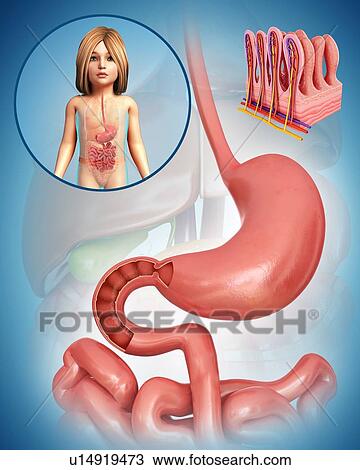 Stock Image - Child's duodenum, illustration. Fotosearch