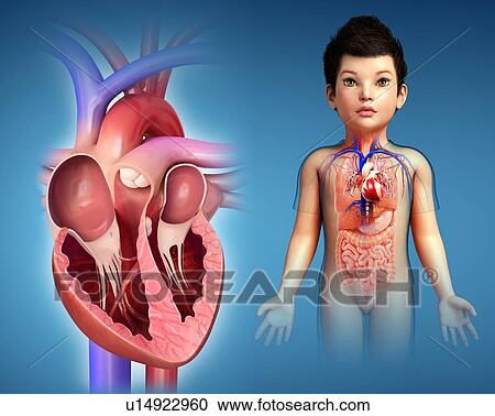 Stock Image - Child's heart, illustration. Fotosearch