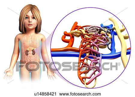 Child's kidney, illustration View Large Photo Image Stock Image - Child's kidney, illustration. Fotosearch