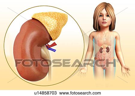 Child's kidney, illustration View Large Photo Image Stock Image - Child's kidney, illustration. Fotosearch
