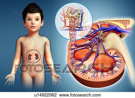 Stock Image - Child's kidney, illustration. Fotosearch