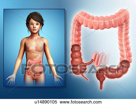 Stock Photography - Child's large intestine, illustration. Fotosearch