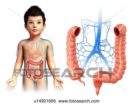 Stock Photography - Child's large intestine, illustration. Fotosearch