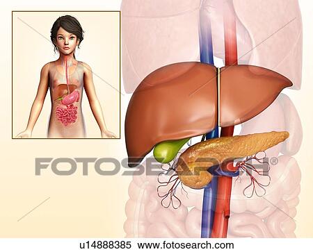 Stock Photography - Child's liver and pancreas illustration. Fotosearch